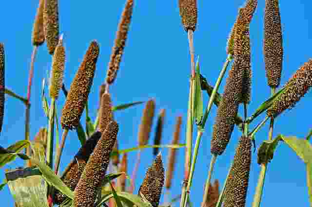 Millets in Hindi