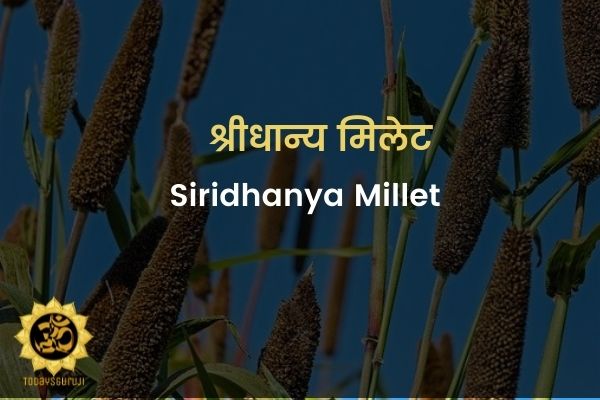 siridhanya millet.jpg