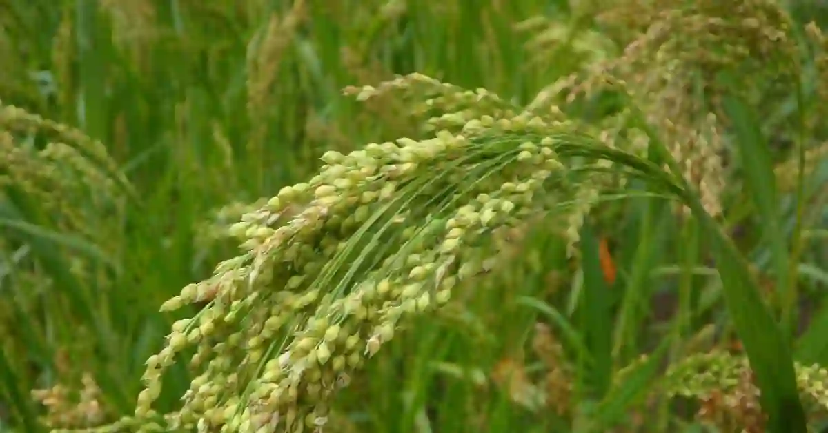 Benefits of Millets.