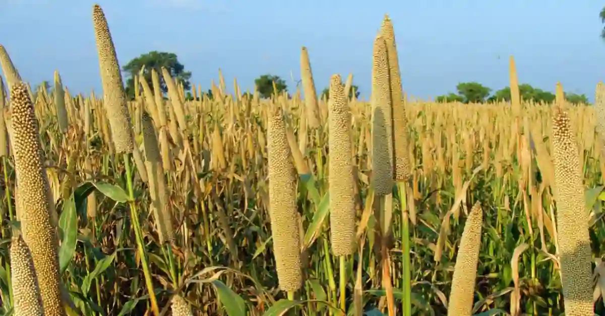 Benefits of Millets