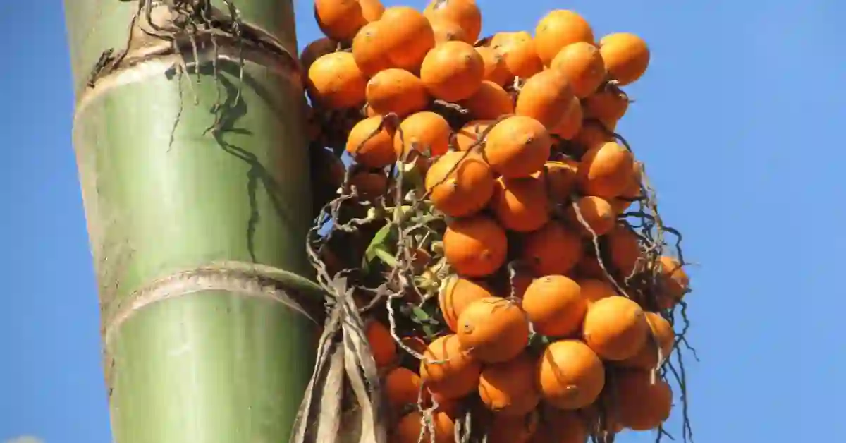 Home Remedies For Diarrhea