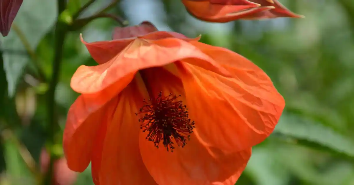 Home Remedies For Hemorrhoids